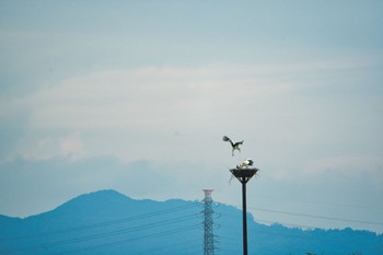 Oriental Stork Watarase Yusuichi (Wetland) Tue, 5/31/2022