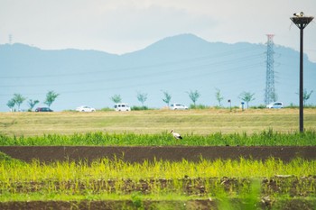 コウノトリ 渡良瀬遊水地 2022年5月31日(火)