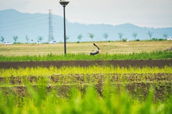 コウノトリ 渡良瀬遊水地 2022年5月31日(火)