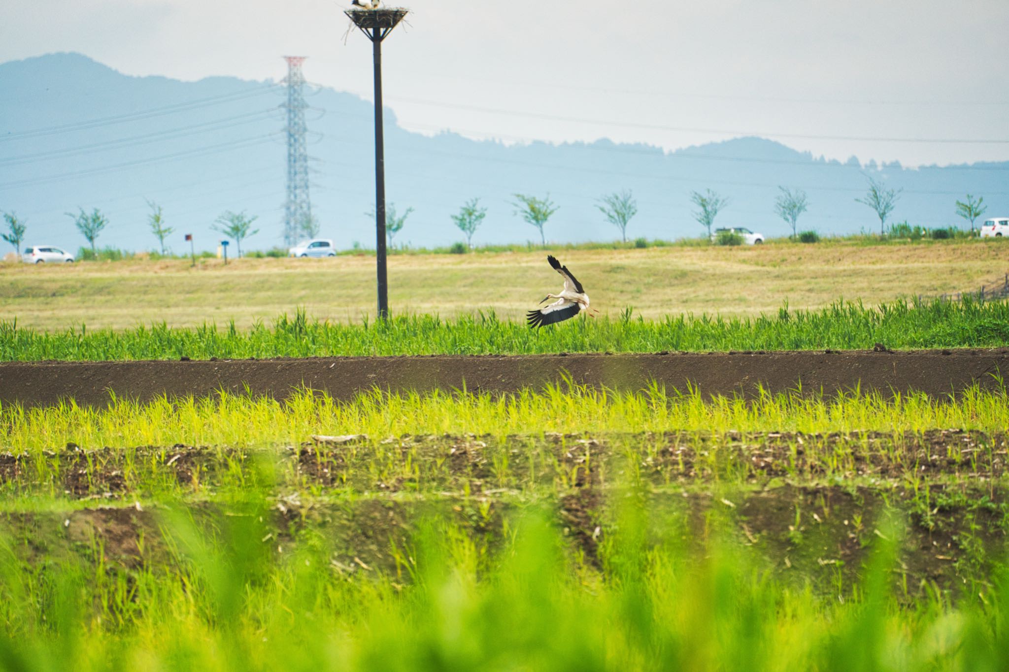 渡良瀬遊水地 コウノトリの写真 by naturedrop