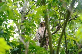 Long-eared Owl Watarase Yusuichi (Wetland) Tue, 5/31/2022