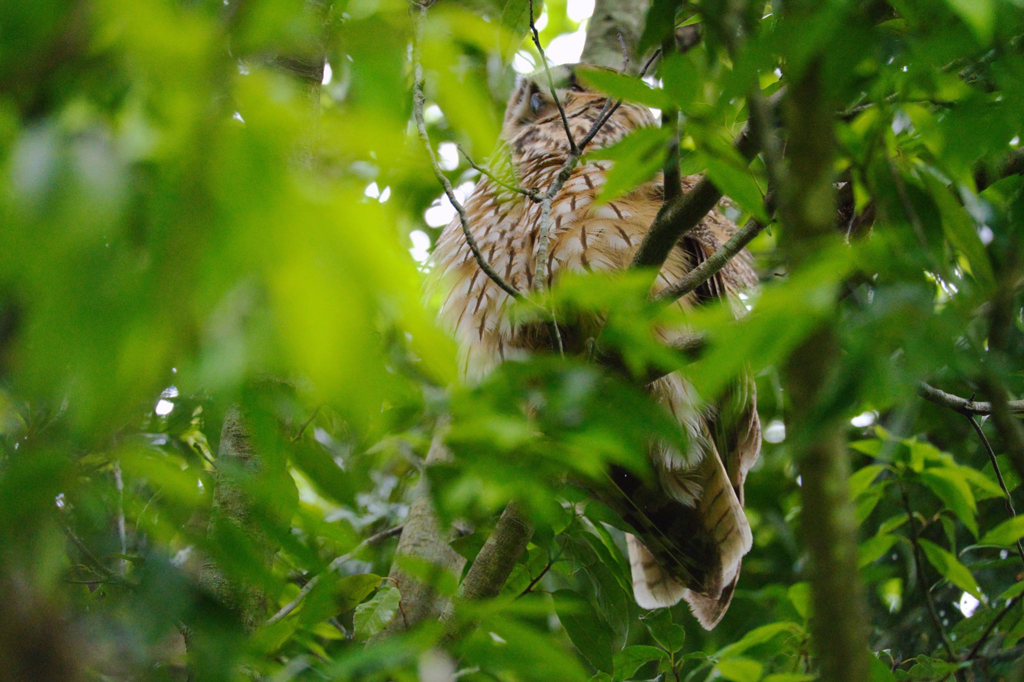 渡良瀬遊水地 トラフズクの写真 by naturedrop