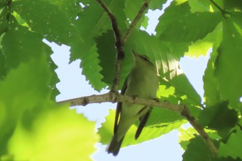 Kamchatka Leaf Warbler Saitama Prefecture Forest Park Sun, 5/29/2022