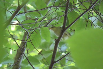 Kamchatka Leaf Warbler Saitama Prefecture Forest Park Sun, 5/29/2022