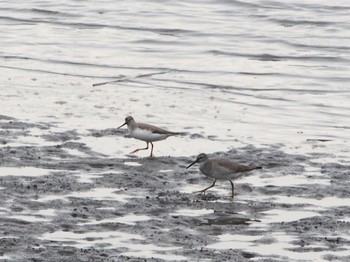 Terek Sandpiper Kasai Rinkai Park Tue, 5/17/2022