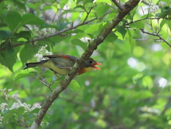 ソウシチョウ 和歌山県 2022年5月28日(土)