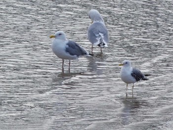 2022年4月11日(月) 手取川河口の野鳥観察記録