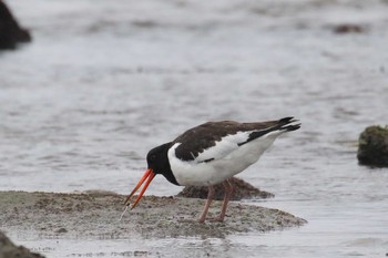 Eurasian Oystercatcher 北海道　函館市　志海苔海岸 Sun, 12/24/2017