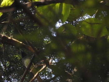 Black Paradise Flycatcher 八王子城跡 Sun, 5/29/2022