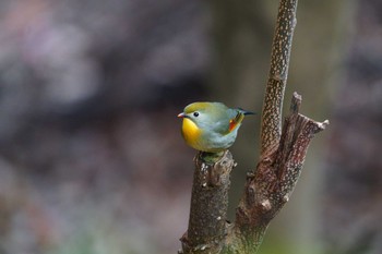 Red-billed Leiothrix 宇治 Sun, 2/20/2022