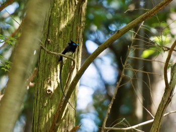 Black Paradise Flycatcher 再度山 Sun, 5/29/2022