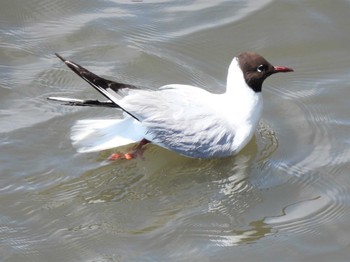 2022年5月25日(水) 平塚市花水川河口の野鳥観察記録