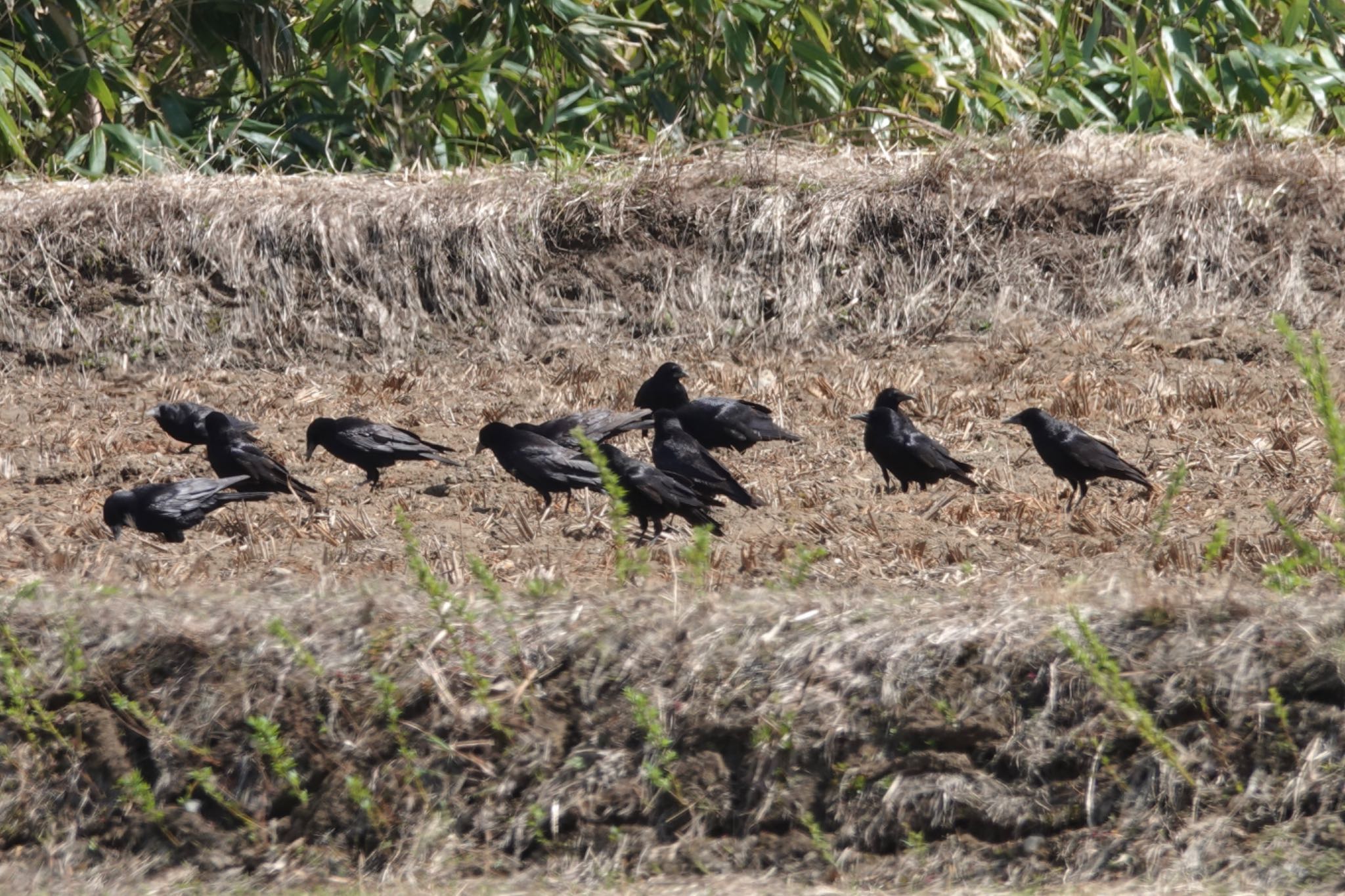 青森県 ミヤマガラスの写真 by のどか