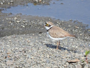 2022年5月30日(月) 平塚市金目川の野鳥観察記録