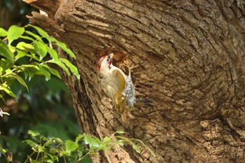 Japanese Green Woodpecker 川崎 Wed, 6/1/2022