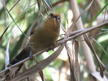 Spectacled Barwing