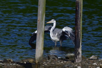 Grey Heron Nagahama Park Wed, 6/1/2022