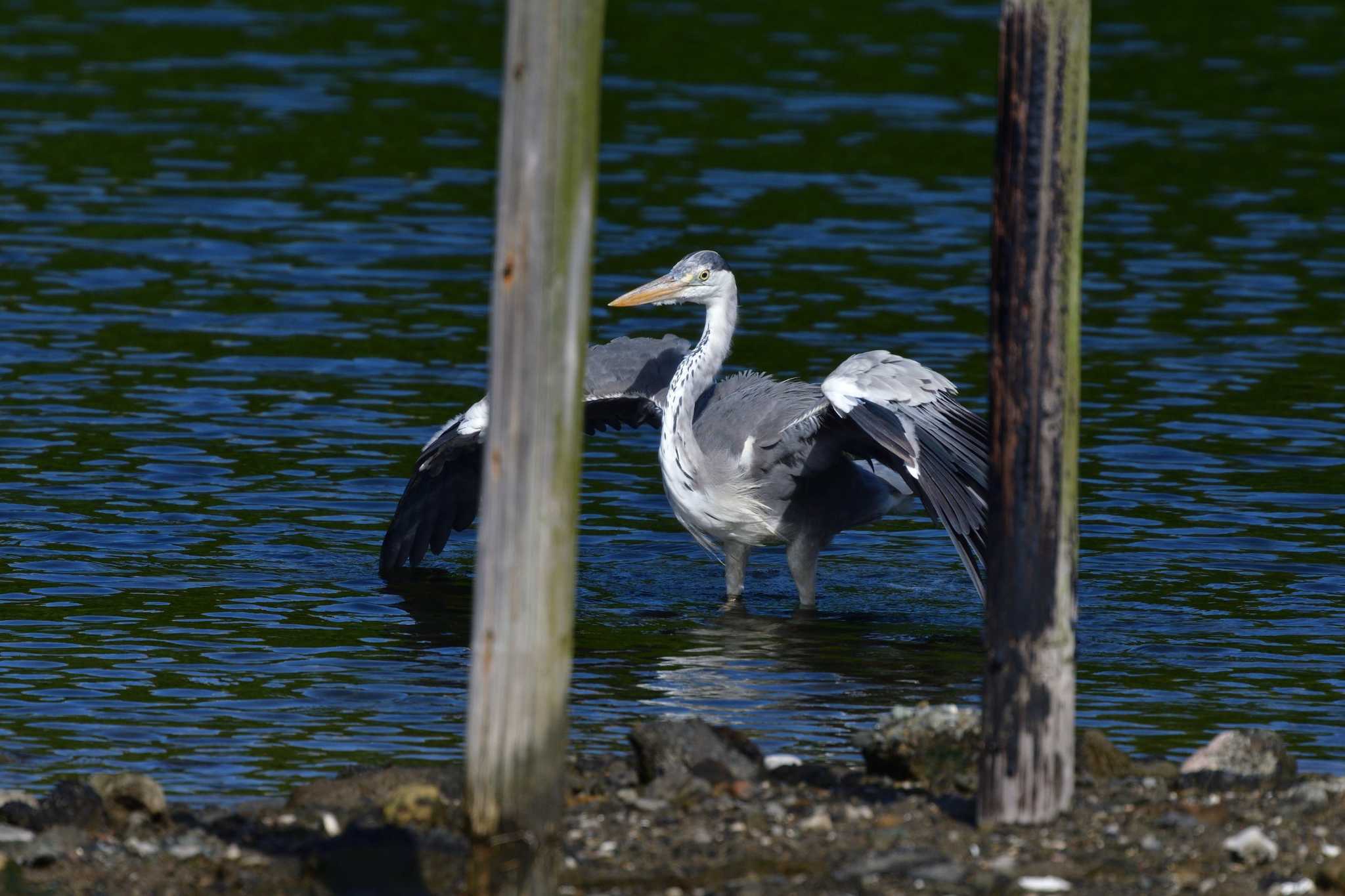 Grey Heron