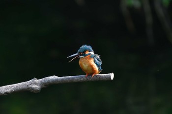 カワセミ 長浜公園 2022年6月1日(水)