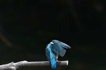 カワセミ 長浜公園 2022年6月1日(水)