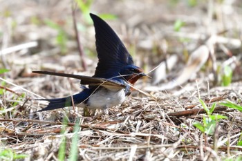 Barn Swallow Nagahama Park Wed, 6/1/2022