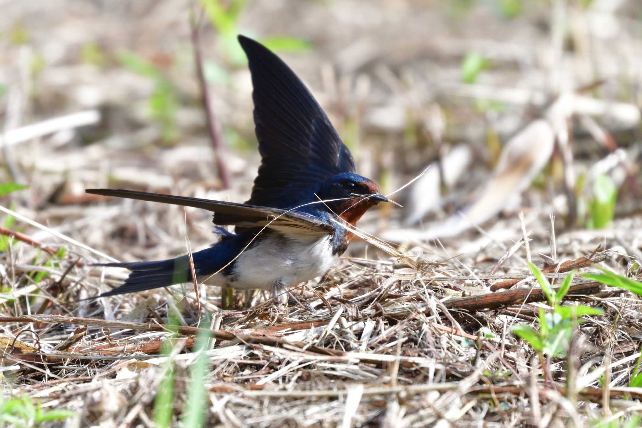 Photo of Barn Swallow at Nagahama Park by やなさん