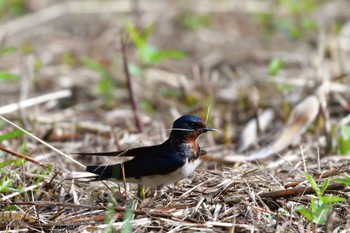 ツバメ 長浜公園 2022年6月1日(水)