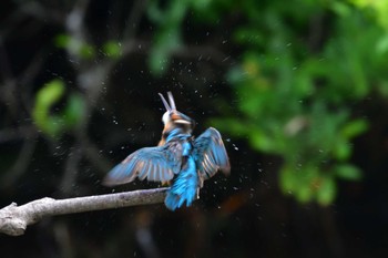 カワセミ 長浜公園 2022年6月1日(水)