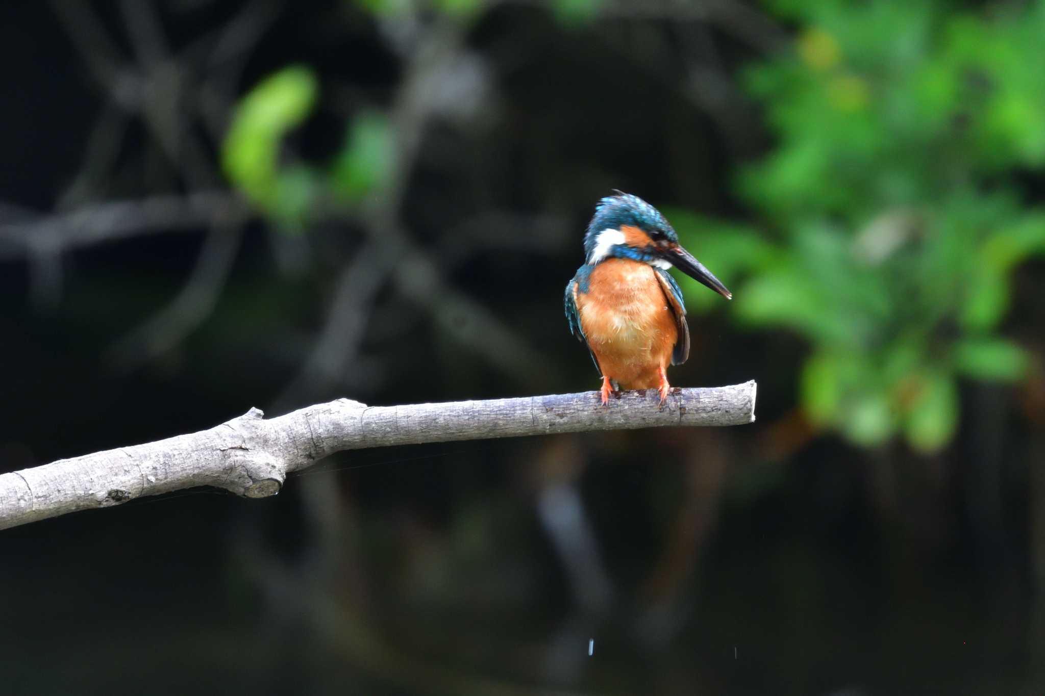 Photo of Common Kingfisher at Nagahama Park by やなさん