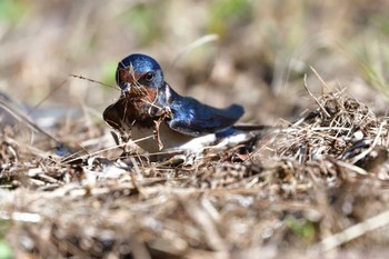 ツバメ 長浜公園 2022年6月1日(水)