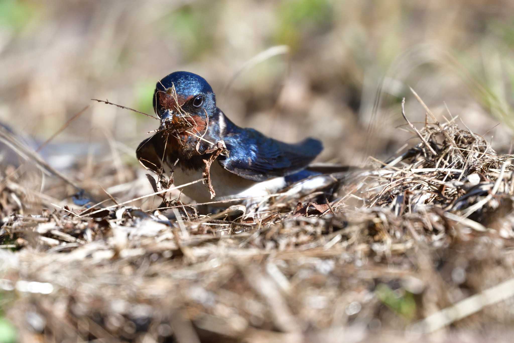 Barn Swallow