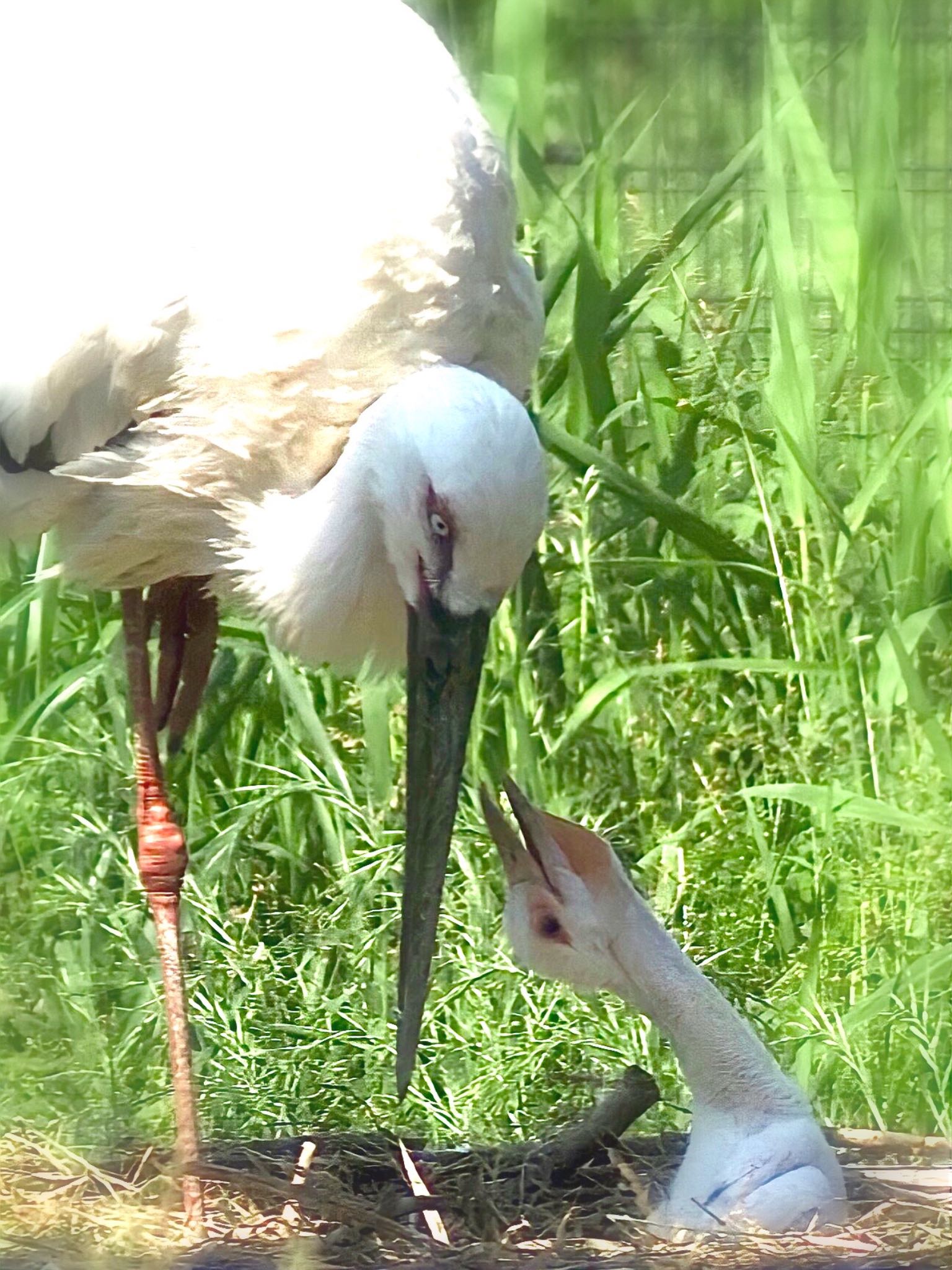 コウノトリの里(野田市) コウノトリの写真 by 鳩麦玄米