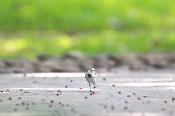 2020年8月22日(土) 中国広東省の野鳥観察記録