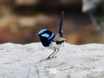 ルリオーストラリアムシクイ Malabar Headland National Park, NSW, Australia 2020年9月13日(日)