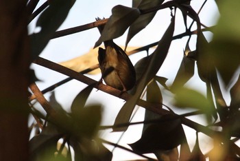 2017年12月25日(月) 三ツ池公園(横浜市鶴見区)の野鳥観察記録