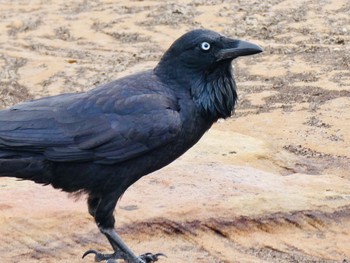 ミナミワタリガラス Malabar Headland National Park, NSW, Australia 2020年9月13日(日)