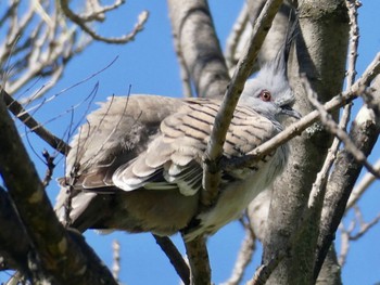 Crested Pigeon Nurragingy Reserve, Doonside, NSW, Austrslia Sat, 9/12/2020