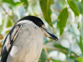 Grey Butcherbird Nurragingy Reserve, Doonside, NSW, Austrslia Sat, 9/12/2020