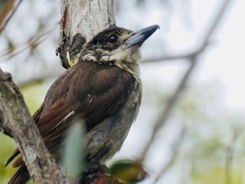 ハイイロモズガラス Knapsack Reserve, Glenbrook, NSW, Australia 2020年9月6日(日)