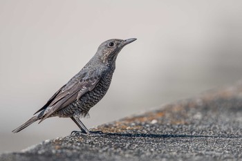 Blue Rock Thrush 兵庫県明石市 Tue, 12/19/2017