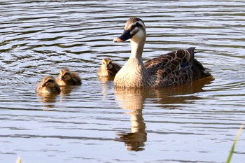 カルガモ 東京港野鳥公園 2022年5月28日(土)