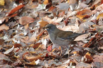 シロハラ 三ツ池公園(横浜市鶴見区) 2017年12月25日(月)