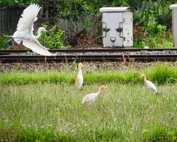 2022年6月1日(水) 奈良県の野鳥観察記録