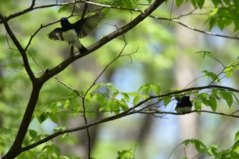オオルリ 蔵王野鳥の森 2022年4月30日(土)
