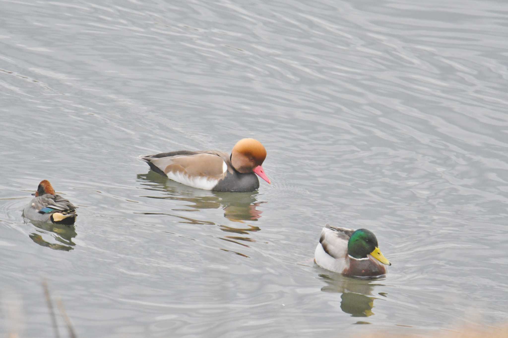 Photo of Red-crested Pochard at 宇都宮市テクノさくら公園 by あひる