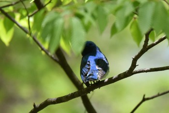 オオルリ 蔵王野鳥の森 2022年4月30日(土)