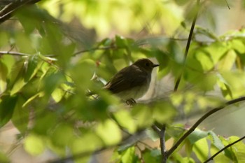 オオルリ 蔵王野鳥の森 2022年4月30日(土)