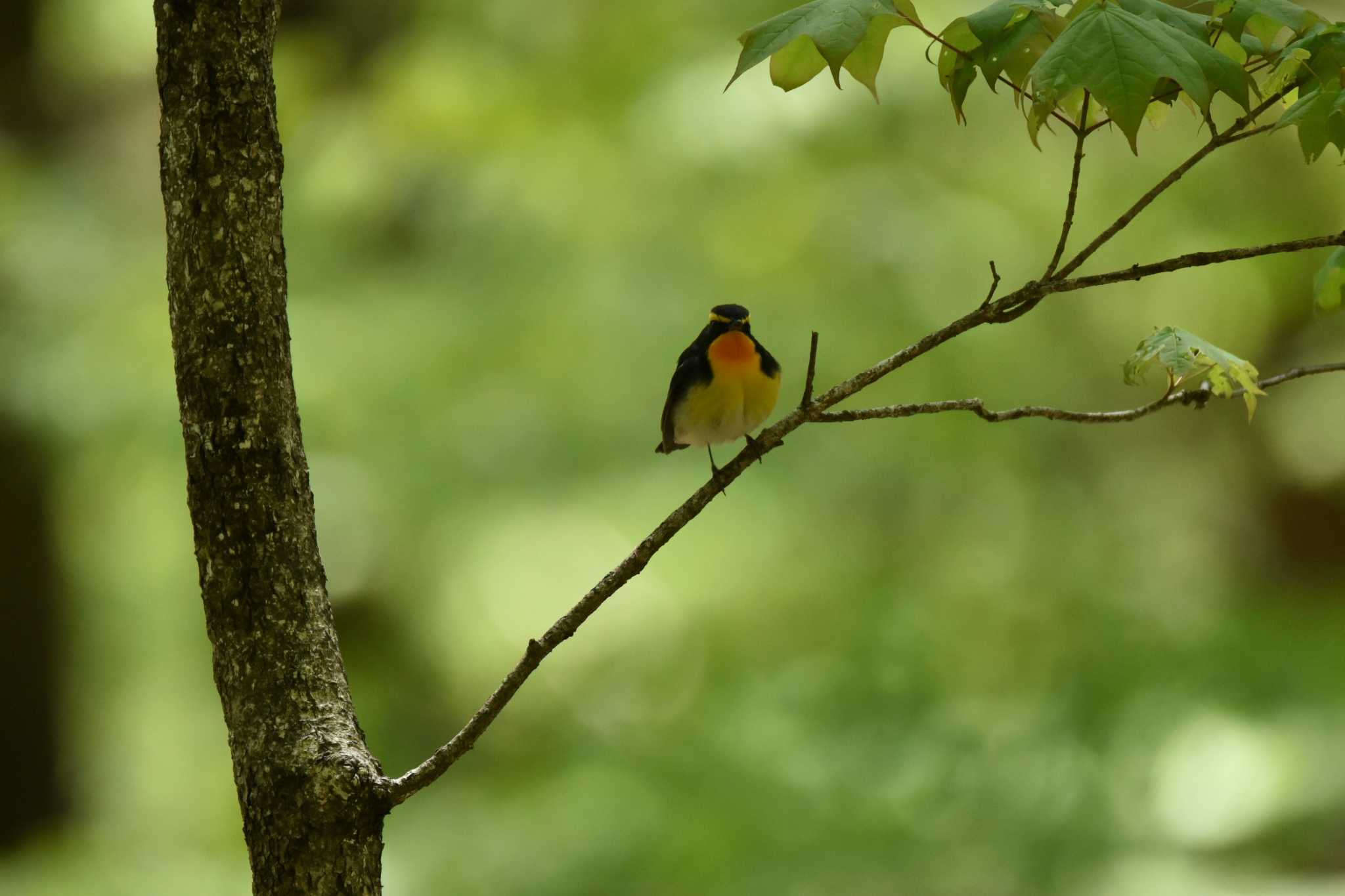 Photo of Narcissus Flycatcher at 蔵王野鳥の森 by おんせんたま５