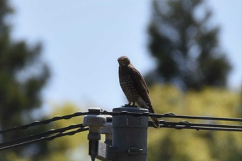 ツミ 蔵王野鳥の森 2022年4月30日(土)