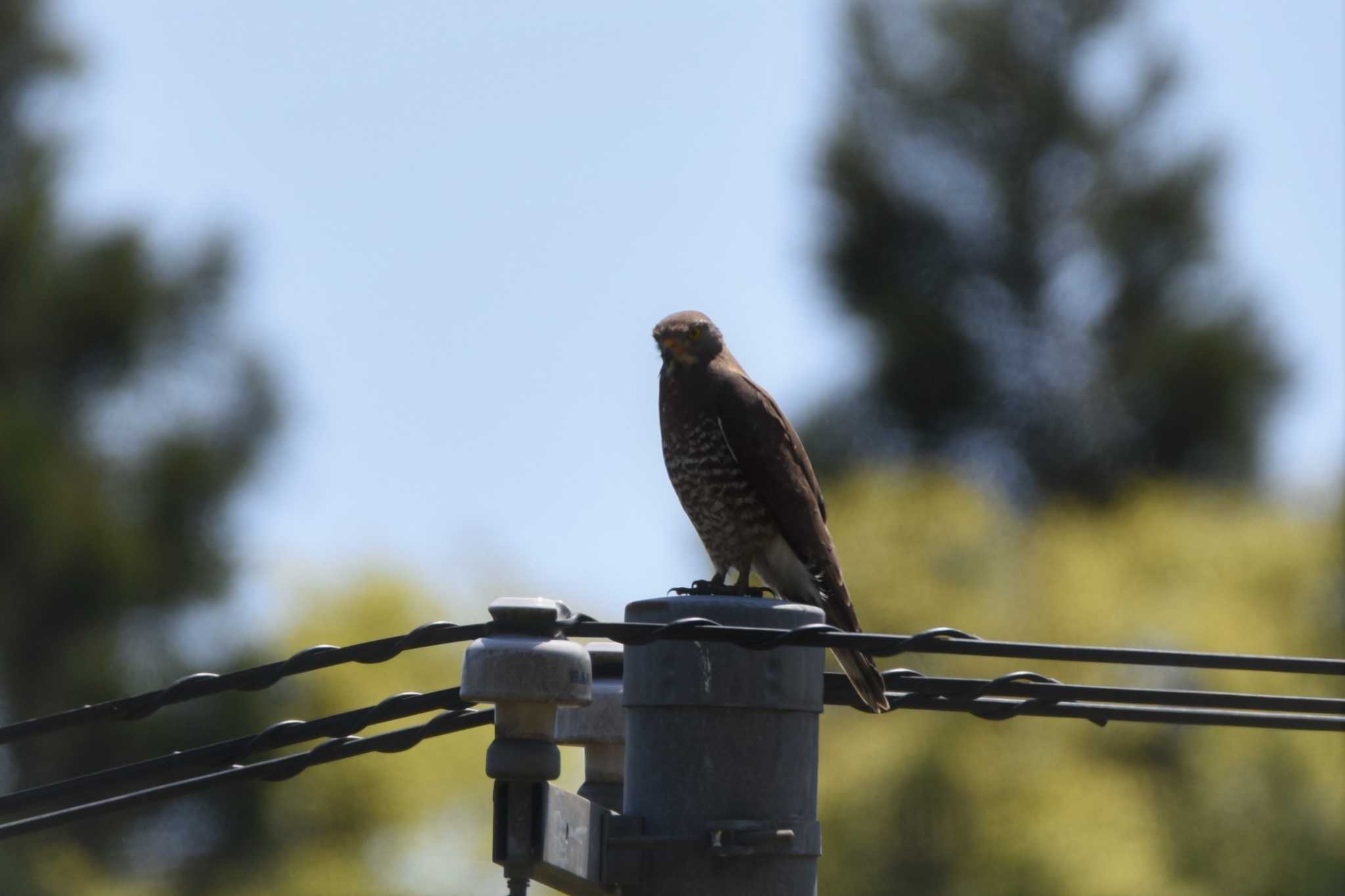 Photo of Japanese Sparrowhawk at 蔵王野鳥の森 by おんせんたま５